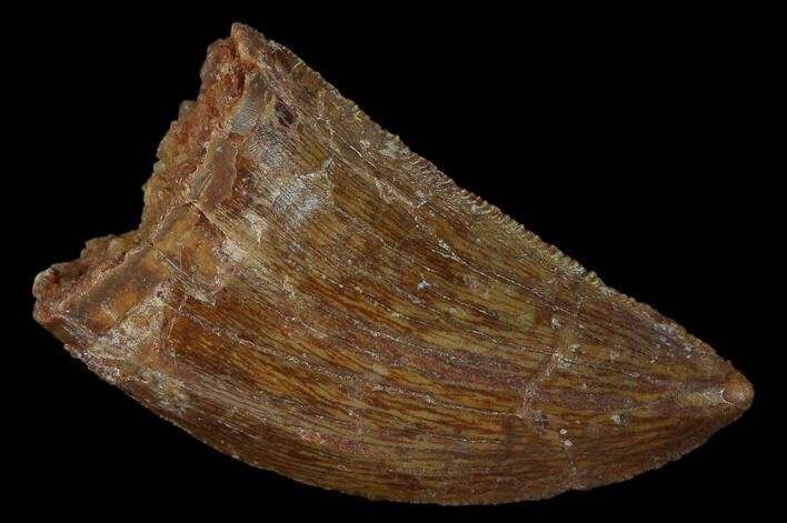 1.18" Carcharodontosaurus Tooth - Real Dinosaur Tooth